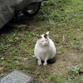 やさしいねこ　１２