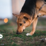 『とりあえず何をおいても犬と仲良くね！』の画像