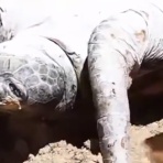 QQQ(海外の反応)