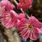 タヒチアンキルト教室Kaohinani