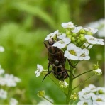 庭の生き物を愛でてます・台所で生き物を育ててます