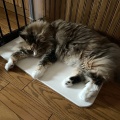 落ちてるだけじゃない夏の猫