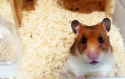 『🐹濡れ衣でちゅ』の画像