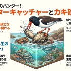 🎥🎧️【オイスターキャッチャー】という鳥がいる。