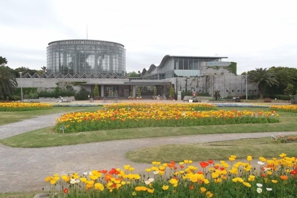 千葉市花の美術館公式ブログ 桜開花