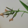 無菌培養　紫一交配