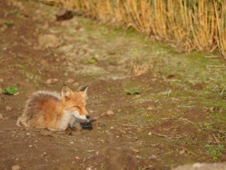 【画像】キツネとか言う激可愛い生き物