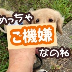 メルロコ一家の横須賀ストーリー