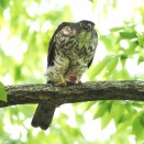 在庫から、公園で撮影した、餌を食べて居る、ツミをアップしました。