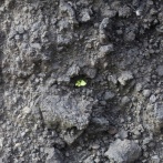 大規模噴火で溶岩に覆われた西之島　5年経て初めて植物を確認