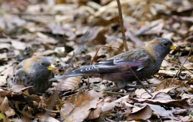 『投稿：帰り際にやっと会えたハギマシコ【追記】　2026/01/31』の画像