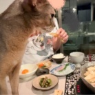 黄身大根おろしで食べる水炊きの夜ごはんと、楽天マラソン最終日