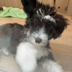 三重県 ペットショップワンラブ カインズ明和店のスタッフブログ