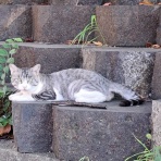 好きなもの･･･猫と旅と･･･