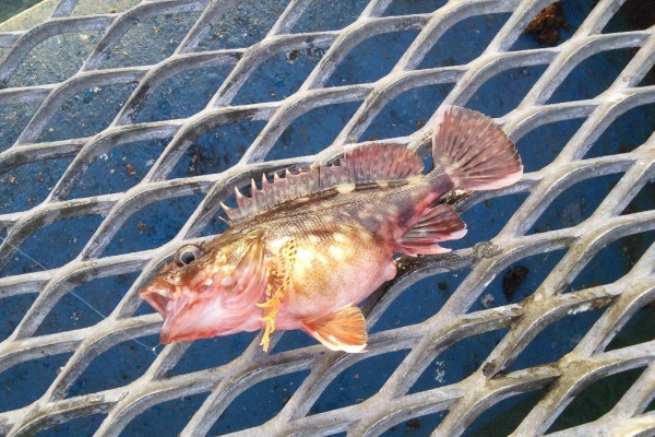 埼玉からの海釣りと趣味のブログ 19年01月