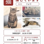 猫式ブログ～里親募集型猫カフェ