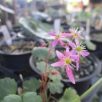 マツゴロウの山野草