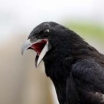 カラスがうるさくて雛がいる巣をぶっ壊したら復讐された