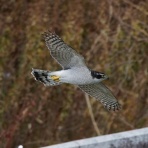 お城と淀川の鳥撮り記