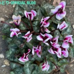 神崎みどり  OFFICIAL  BLOG