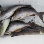 濱田渡船 愛媛県宇和島市 御五神