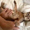 それぞれのスリッカーブラシ　ジャミちゃん編