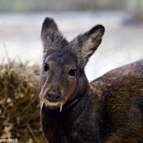 『66年ぶりに姿を現したカシミールジャコウジカ』の画像