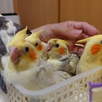 オカメインコ暮らし