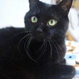 『まろくん・とりあえず大丈夫』の画像