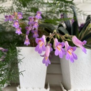 ＊青い紫陽花、白い紫陽花、6月の花々