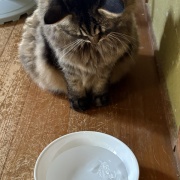 氷を見つめるマロちゃん