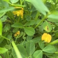 落花生の花が咲く！
