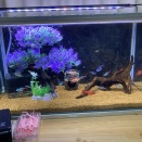熱帯魚