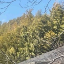 春一番、春一、春二番、春三番