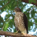 野鳥雀鷹（ツミ）の幼鳥を撮る21🦅📸「水を飲む」（太田市）