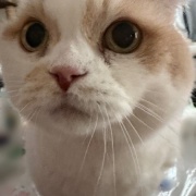 不機嫌になる理由は猫も人間も同じかも