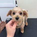 ペットショップワンラブ ホームセンターバロー正木店のスタッフブログ