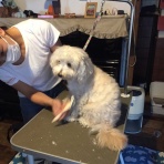 ねえ、ママきいて。ペットの気持ち伝えます。アニマルコミュニケーター　きよまるブログ