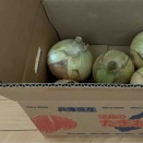新玉ねぎ