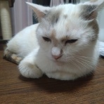 ﾈｺﾁｬﾝのﾆﾝｹﾞﾝ育成日記