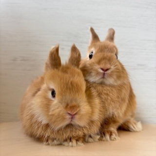 うさぎブログ　うさぎのしっぽ公式ブログ「日々しっぽ」