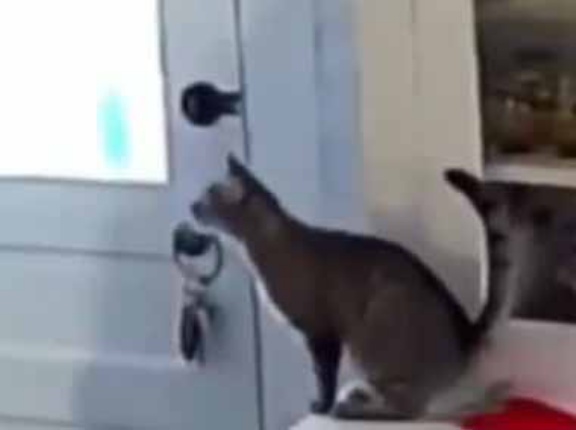 保護したネコはそばにいたかった。お姉さんが帰ってくる → いつもこうなります…