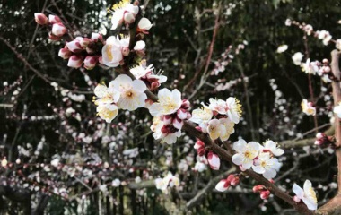 『梅』の画像