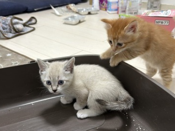 子猫のしっぽはいつ尖らなくなるのか　20260523
