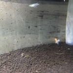 Ａｎｃｉｅｎｔ　Ｒｉｄｅｒ