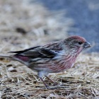 『投稿：やっと出会えたオオマシコ　2024/01/27』の画像