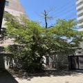 5月も終わります…