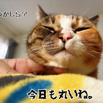 母の愛と丸いは正義