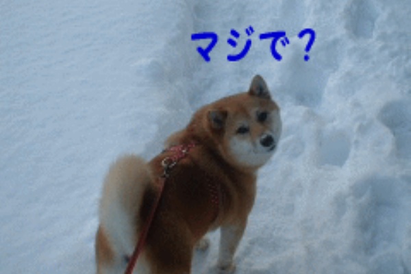 柴犬カンチの足跡日記 ダイエット