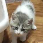 神奈川県小田原市 ペットショップワンラブ フレスポ小田原シティーモール店のスタッフブログ